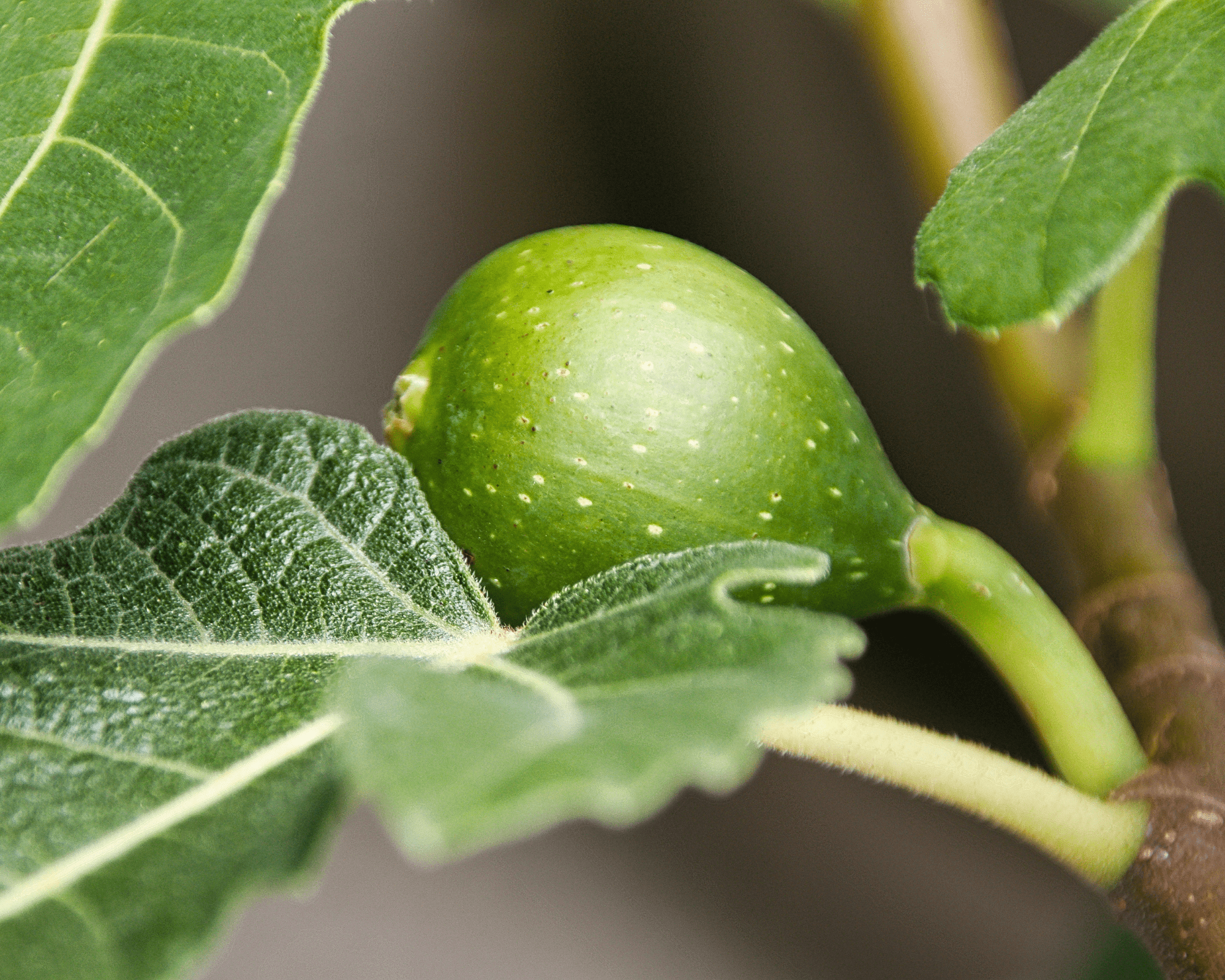 Fig tree with green fruit