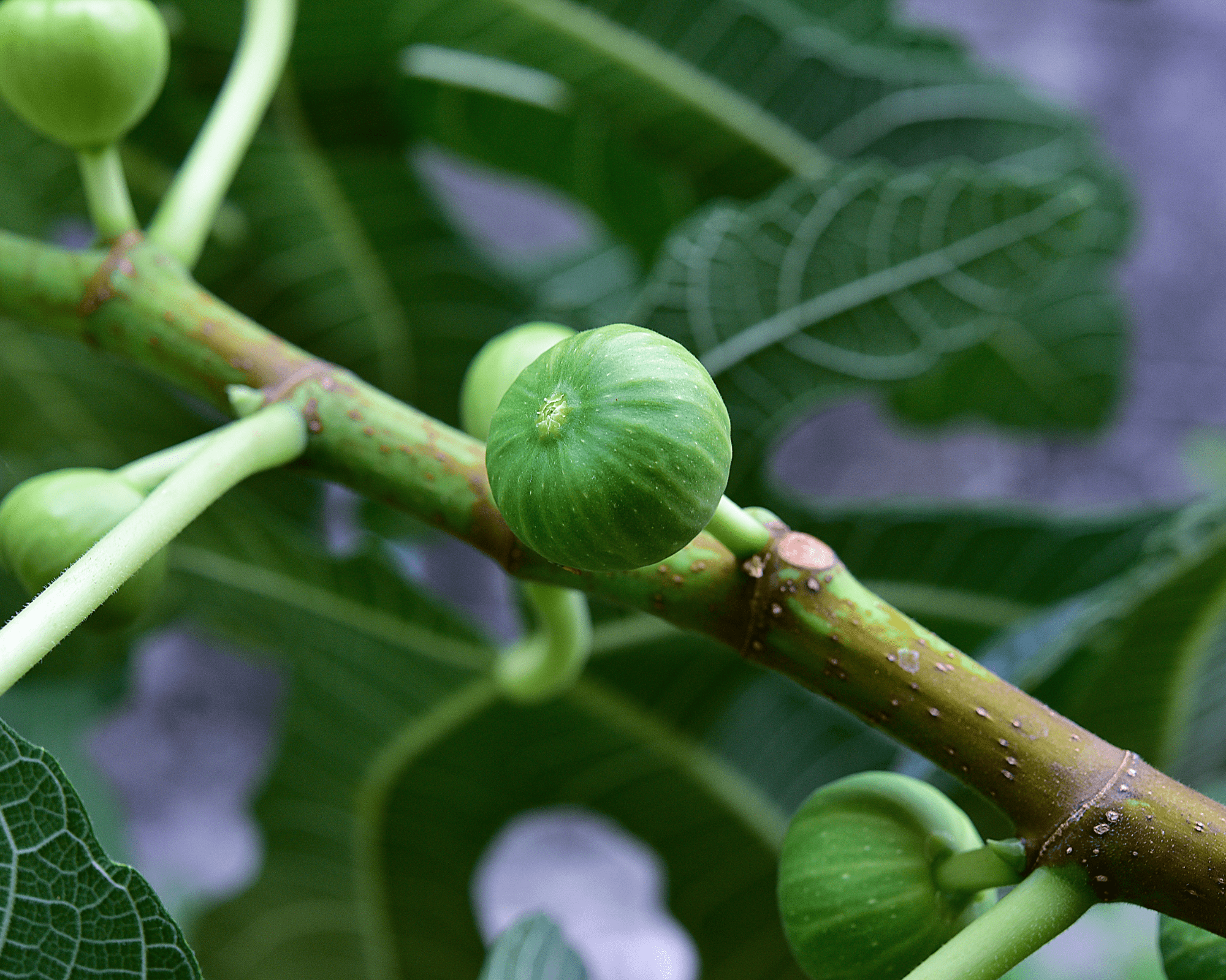 Green Fig fruits